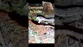 Centipede vs snake remix centipede snake animals reptiles [upl. by Heilner]