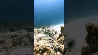 Fighting FISH YouTubeChamps fyp gopro marinelife Ocean VIRAL scubadiving fyp octopus [upl. by Isiad]