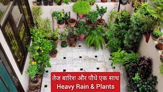 तेज बारिश और पौधे एक साथ 😊 Heavy rain amp Plants [upl. by Arakihc463]