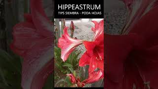 Amarilis tips siembra corte de hojas amaryllis hippeastrum lirios [upl. by Tteirrah]