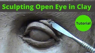 Sculpting open eye in a water based clay Visual tutorial [upl. by Staw598]