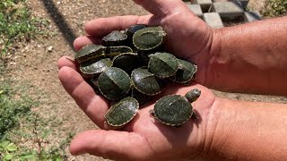 Llueve y al día siguiente me encuentro todas estas tortugas bebés [upl. by Oir374]