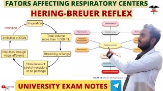 HeringBreuer Reflex Factors Affecting Respiratory Centers Respiratory system physiology [upl. by Bolling]