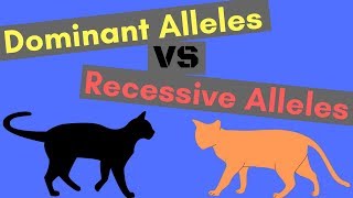 Dominant Alleles vs Recessive Alleles  Understanding Inheritance [upl. by Lutero855]