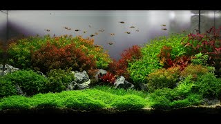 Seiryu garden dutch aquascape [upl. by Ahrendt]