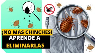 COMO ELIMINAR LAS CHINCHES DE CAMA Eficazmente EN MINUTOS  Insecticida De Chinchas [upl. by Wickner]