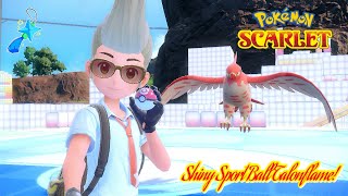 ✨Pokémon Scarlet SHINY SPORT BALL FLETCHLING  EVOLUTION TO TALONFLAME✨ [upl. by Lole]