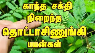 Touch Me Not Plant in Tamil  Thotta Sinungi  Mimosa Pudica  தொட்டாசிணுங்கி [upl. by Powe654]