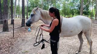 How to put a rope Hackamore bosal on your horse  Medinaa [upl. by Aihset]