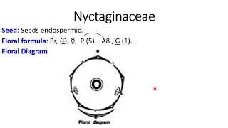 Nyctaginaceae [upl. by Wainwright349]