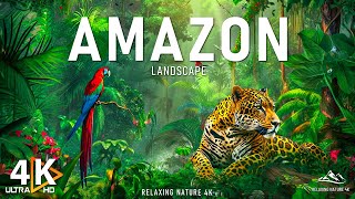 Amazon 4K  The World’s Largest Tropical Rainforest  Amazon Rainforest  Relaxation Film [upl. by Garnette784]