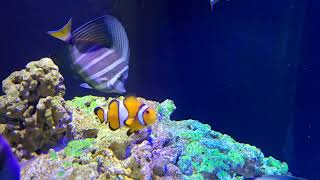 Beautiful Coral Reef Fish  Ocellaris Clown Fish  Rabbit Fish  Glo Widow Tetra  Aquarium Fish [upl. by Aisak342]