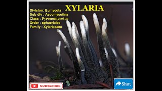 XYLARIA  Life Cycle [upl. by Gnah]