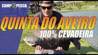 PESQUEIRO QUINTA DO AVEIRO  TAMBAS NA CEVADEIRA [upl. by Alvira]