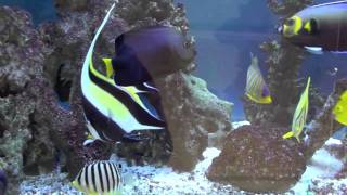 Marine Angelfish Tank 2011 [upl. by Maddie]