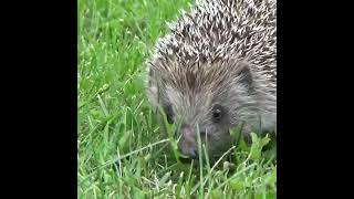 What a HEDGEHOG Sounds Like  Hedgehog Sounds  Hedgehog Sound Effect [upl. by Freytag]