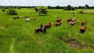 Cebu Gyr ganadería Buenos Tiempos [upl. by Melli847]