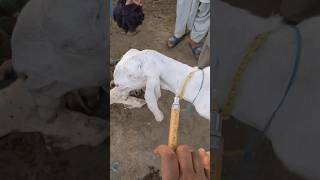 Treatment of a Goat after dystocia petvetanimalforyou trandingshorts newsong punjabi vetdr [upl. by Madlen]