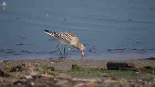 Szlamnik  Bartailed godwit  Limosa lapponica [upl. by Burt]