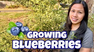 How to Plant a Blueberry Bush [upl. by Hanauq]