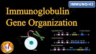 Immunoglobulin Gene Organization FLImmuno43 [upl. by Surazal20]