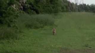 Border Terrier stalking a Rabbit [upl. by Niriam659]