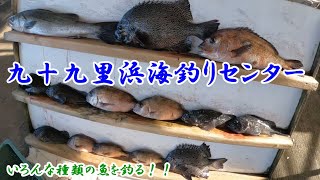 海上釣り堀り 真冬の九十九里海釣りセンターでいろんな種類の魚を釣る！！ 九十九里海釣りセンター [upl. by Andert186]