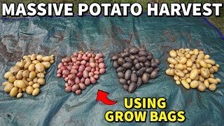 This EASY Fertilizer Routine Produced A MASSIVE POTATO HARVEST [upl. by Labannah]