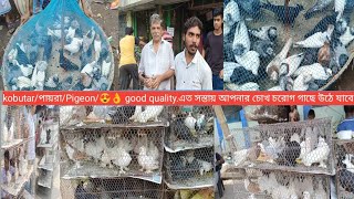 kalkata markat pricegaliffstreetpigeon marketlahori siraji pricelokka pigeongiribaz kobutor🕊️ [upl. by Harms677]