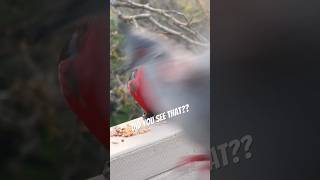 Watch Worlds Fastest Bird 🤩 fast feed birds olympics tricks [upl. by Littell488]