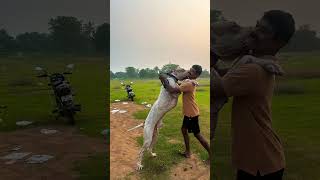 alangu doglover mastiffdog bullykutta pets funny youtube tamil music love 🐈 [upl. by Allin]