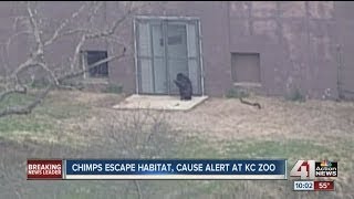 Chimps escape habitat cause alert at KC Zoo [upl. by Igiul]