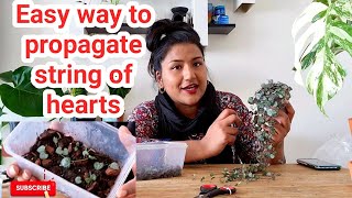 How To Easily amp Quickly Propagate String Of Hearts Ceropegia Woodii Rubys Plants [upl. by Bruyn]