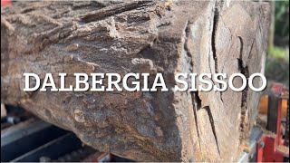 Dalbergia sissoo vs Timber King 2000 diesel sawmill exotic wood [upl. by Novit173]