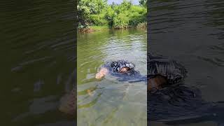 കൈകൊണ്ട് മീൻപിടിക്കാം swimming fishing funny river naturelovers [upl. by Ballinger]