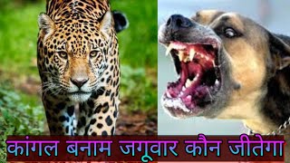 kangal vs jaguar who wold win 🐆🐅 [upl. by Dnana383]