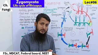 Zygomycota  Life cycle of zygomycota  Life cycle of Rhizopus  Lec06  part 1 bio [upl. by Nalac]