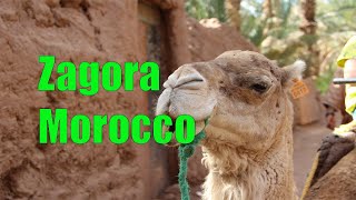 See why you absolutely should visit Zagora in Morocco [upl. by Oiratnom]