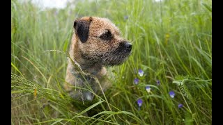 Border Terrier WOODY goes hunting for beavers [upl. by Chafee]