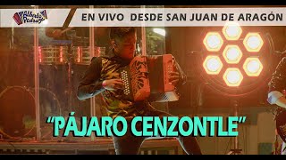 Alberto Pedraza  Pájaro Cenzontle  En vivo desde San Juan de Aragón [upl. by Derdlim]