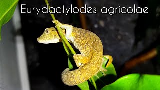 Eurydactylodes agricolae  Der Chamäleongecko und sein Terrarium [upl. by Thor422]