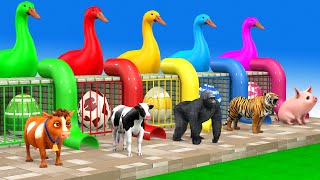 5 Giant Duck Cartoon Cow Elephant Tiger Gorilla Dinosaur Transfiguration funny animal 2023 [upl. by Ahsyek]