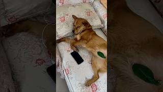 Funny dog funny video episode 123 [upl. by Ttam]