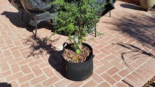 Finger lime growing in a container and in bloom [upl. by Innattirb]