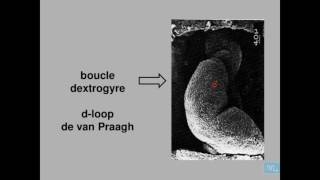 embryologie de lappareil cardio vasculaire partie 3 [upl. by Artus]