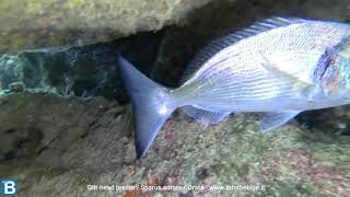 Gilthead bream Sparus aurata Orata  wwwintotheblueit [upl. by Calista503]