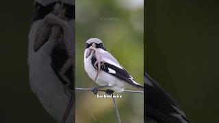 Loggerhead Shrike  The Ultimate Butcher Bird [upl. by Onahpets]