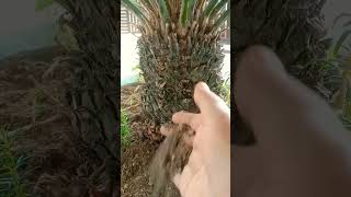 How to grow and care cycas plantcycasplants [upl. by Kessler]