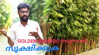 golden bamboo നടുന്നവർ തീർച്ചയായും അറിഞ്ഞിരിക്കണം  greenalandagrogarden [upl. by Akihsar]