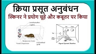 बी एफ स्किनर का क्रिया प्रसूत अनुबंधन II operant conditioning theory II Skinner THEORY [upl. by Zolnay]